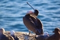Beautiful pelican yawning on the shore of La Jolla California - PhotoDune Item for Sale