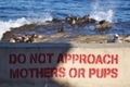 A common resting place for California Sea Lions with a spray painted message to not approach mothers - PhotoDune Item for Sale