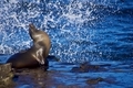Beautiful sea lion in the sun sits unfazed as the waves SPLASH! A wonderful sight to behold.
 - PhotoDune Item for Sale