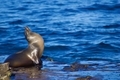 Beautiful sea lion in the sun in a calm, proud stance, enjoying the warmth the sun gives.  - PhotoDune Item for Sale