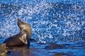 Beautiful sea lion in the sun sits unfazed as the waves SPLASH! A wonderful sight to behold.
 - PhotoDune Item for Sale