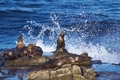 Gorgeous and amazing wild sea lions on the coast of the Pacific Ocean in San Diego California - PhotoDune Item for Sale