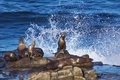 Gorgeous and amazing wild sea lions on the coast of the Pacific Ocean in San Diego California
 - PhotoDune Item for Sale