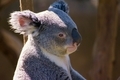 An adorable koala bear with light and shadow, texture fur  - PhotoDune Item for Sale