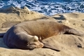 Beautiful and gigantic, sandy brown, tan, Sea Lion sunning on the rocks on the coast by the ocean - PhotoDune Item for Sale