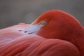 A beautiful flamingo rests her Peety head inside her own feathers to rest sweetly and peacefully  - PhotoDune Item for Sale