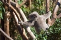 A female koala bear climbing in the tree reaching for a branch to move around - PhotoDune Item for Sale