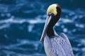 Gorgeous, beautiful and wonderful, colorful pelican with open space for text copy overlay - PhotoDune Item for Sale