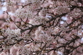 Spring in bloom  - PhotoDune Item for Sale