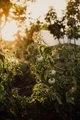 A branch of a tomato bush growing in the garden in sunset light - PhotoDune Item for Sale