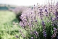 Purple lavender fields nature photography - PhotoDune Item for Sale
