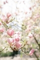Blooming pink magnolia tree in park during springtime - PhotoDune Item for Sale