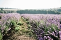 Lavender flowers farm - PhotoDune Item for Sale