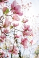 Blooming pink magnolia tree in park during springtime - PhotoDune Item for Sale