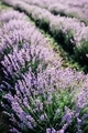 Lavender flowers farm - PhotoDune Item for Sale
