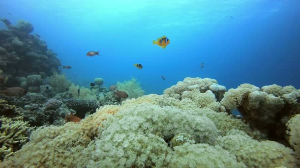 Clownfish and Soft Coral