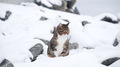 the cat sits on a snow-covered rocky coast of the sea - PhotoDune Item for Sale