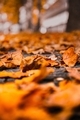 Close-up of fallen maple leaves on land - PhotoDune Item for Sale