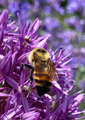 Close up of bumble bee on a purple flower with purple bokeh in the background  - PhotoDune Item for Sale