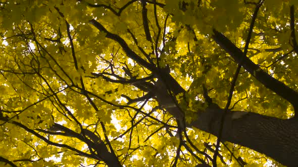 Camera Rotation Under Old Maple