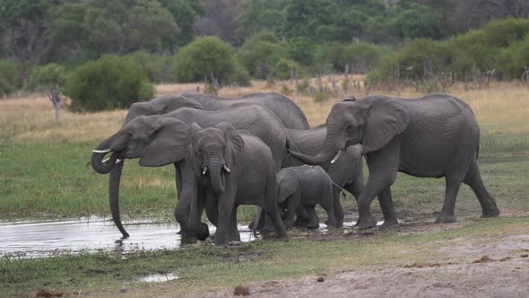 A Parade of Elephants Entering the Edge of a Body of Water.