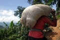 Coffee farm worker carrying harvest - PhotoDune Item for Sale