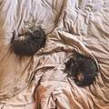Two Cats on a Bed - PhotoDune Item for Sale