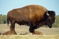 Yellowstone Bison - PhotoDune Item for Sale
