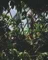Greenhouse Architecture - PhotoDune Item for Sale