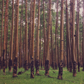 Wall of Aspen Trees - PhotoDune Item for Sale