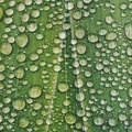 Leaf Water Droplets - PhotoDune Item for Sale