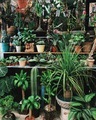 Mexico City Plants - PhotoDune Item for Sale