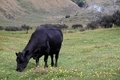 Grassfed Cow - PhotoDune Item for Sale