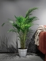 a palm tree illuminated with artificial light stands against a gray wall near the sofa - PhotoDune Item for Sale
