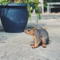 Baby Squirrel - PhotoDune Item for Sale