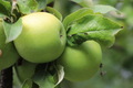 Green apples  - PhotoDune Item for Sale