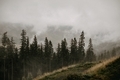 Foggy Forrest - PhotoDune Item for Sale