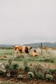 Cows chilling  - PhotoDune Item for Sale