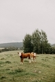 Cows in a countryside  - PhotoDune Item for Sale