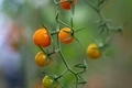 baby tomatoes in the green house - PhotoDune Item for Sale