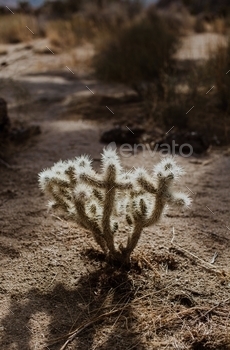 e backlit cactus in Joshua Tree National Park, California during winter in December 2021 by Dorey Kronick