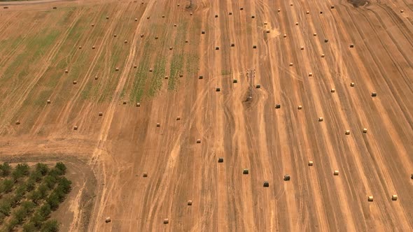 Round Hay bales scattered in a field, Aerial view.