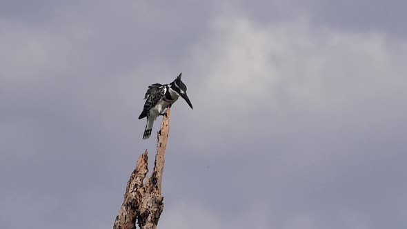 Pied Kingfisher, ceryle rudis, Adult standing on a Dead Tree, Lake Baringo Kenya, Slow Motion