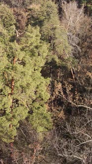 Vertical Video of a Forest with Trees During the Day