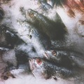 Fish - PhotoDune Item for Sale