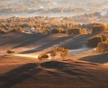 trees - PhotoDune Item for Sale