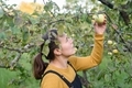 Woman picking apples from tree - PhotoDune Item for Sale