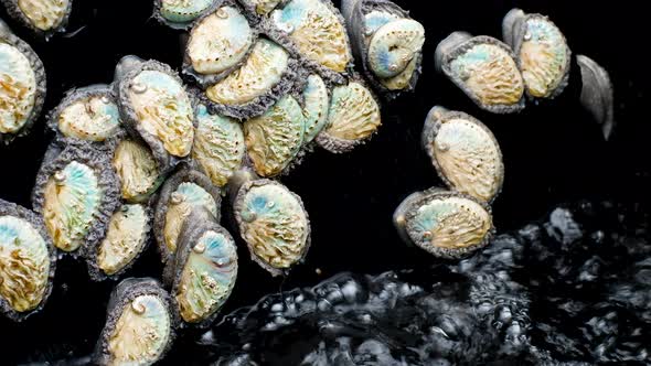 Young abalone hurry back to aerated water in tank; sought-after sealife