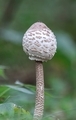 White mushroom in green forest background - PhotoDune Item for Sale