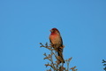 House finch on top of a tree - PhotoDune Item for Sale
